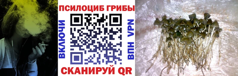 где купить   Монино  Галлюциногенные грибы мухоморы 